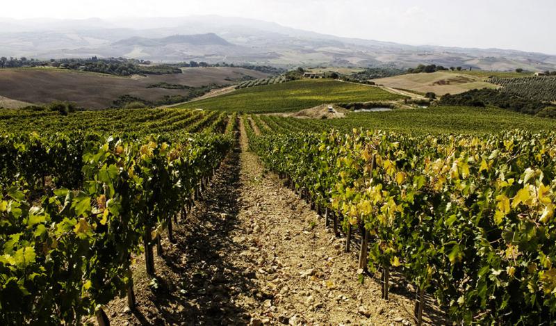 Brunello di Montalcino - Vineyards